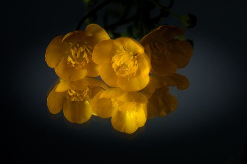 Buttercups in Reflection
