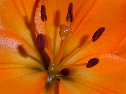 Image of the Week --Lily Nectar