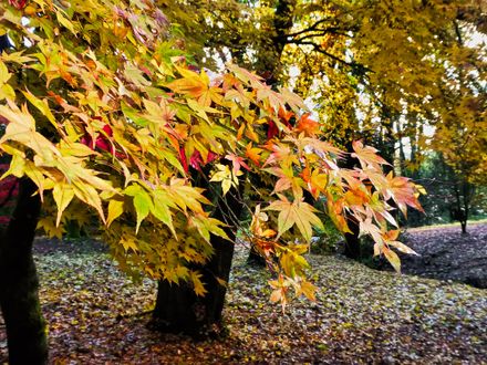 Autumn Colours Cefn Onn Parc