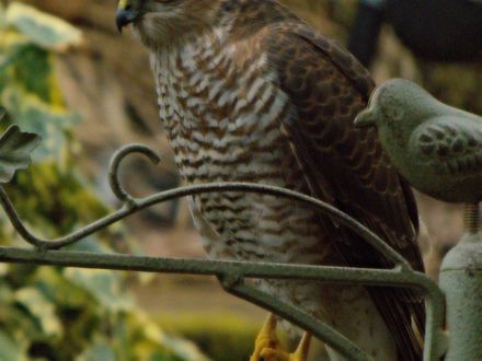 Sparrow Hawk (Click Image for Full view)