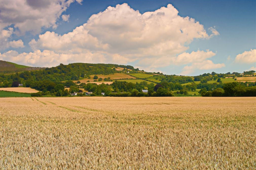 Barley Field Lower Machen