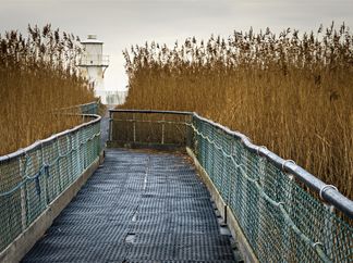 Wetland Walkway